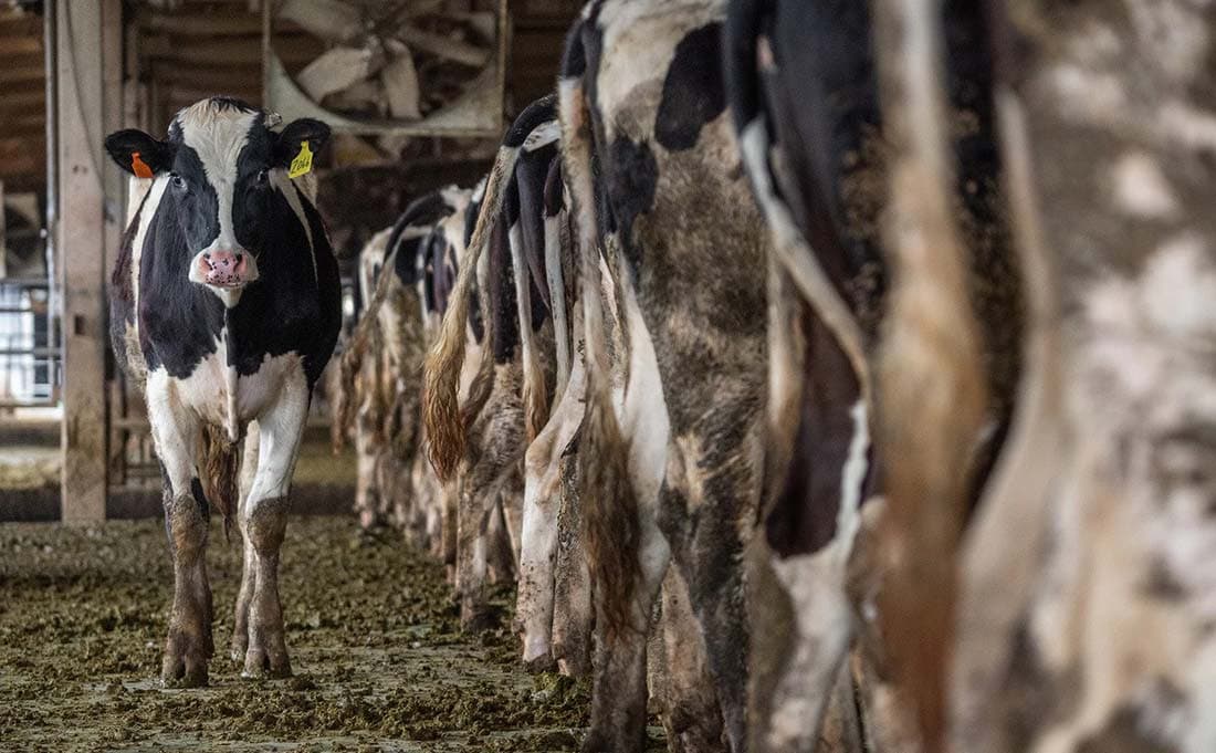 rows of black and white cows on a feed lot